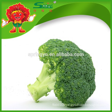 Wholesale organic green vegetables IQF broccoli